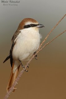 Cendet - Isabelline Shrike (Lanius isabellinus phoenicuroides) Kuwait